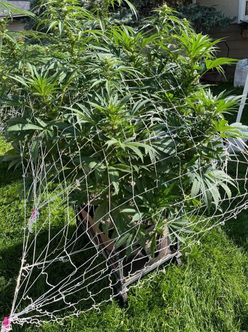 26 Amnesia Haze Fast. Week 16 - Aug 15 Day 106