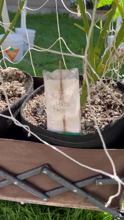 26 Amnesia Haze Fast