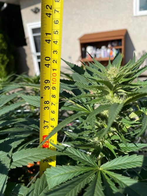 26 The Godfather. Week 16 - Aug 15 Day 106