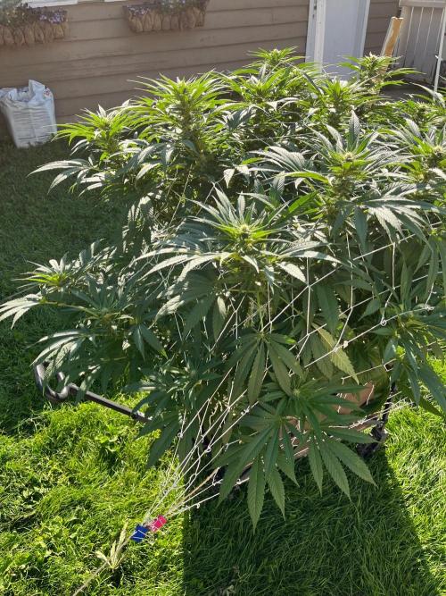 26 The Godfather. Week 16 - Aug 15 Day 106