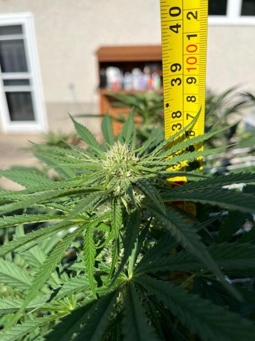26 Gorilla Cookies Fast. Week 16 - Aug 15 Day 106