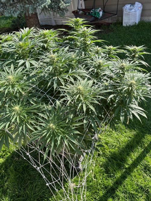 26 Gorilla Cookies Fast. Week 16 - Aug 15 Day 106