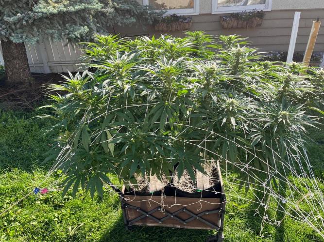 26 Gorilla Cookies Fast. Week 16 - Aug 15 Day 106