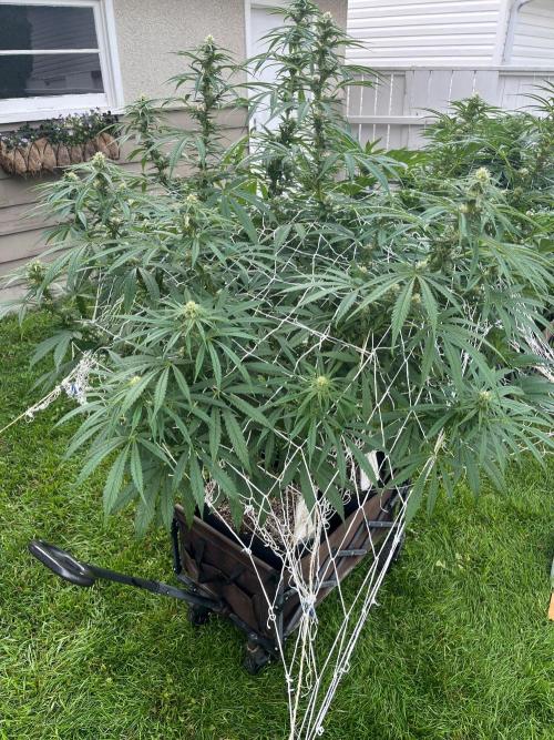 Purple Ghost Candy. Week 16