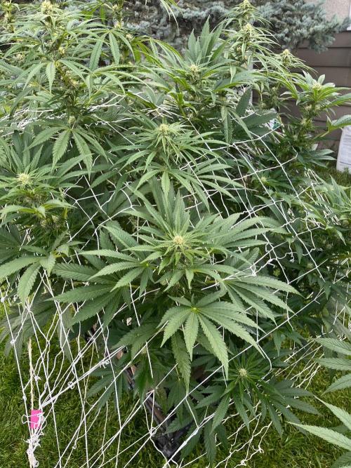 26 Amnesia Haze Fast. Week 16 - Aug 17 Day 108