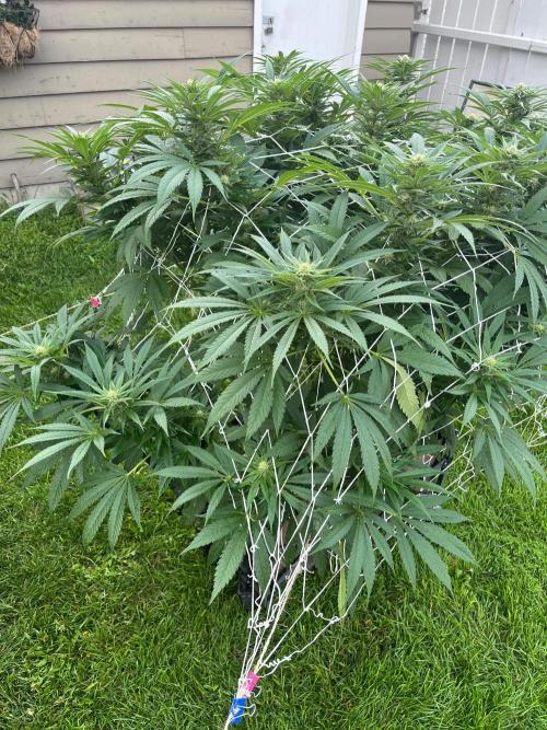 26 The Godfather. Week 16 - Aug 17 Day 108