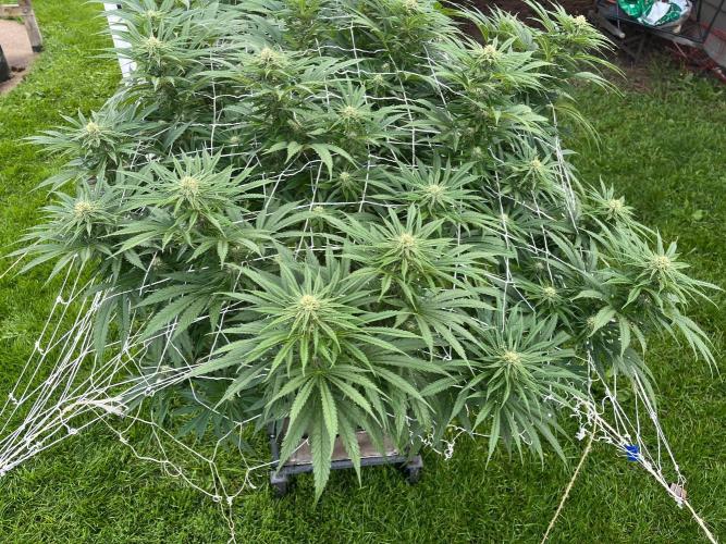 Gorilla Cookies FF. Week 16