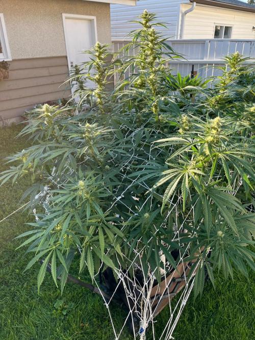 Purple Ghost Candy. Week 16