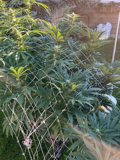 26 Amnesia Haze Fast. Week 16 - Aug 18 Day 109 morning 
