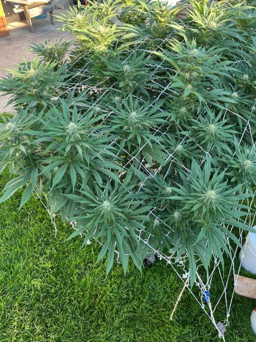 26 Gorilla Cookies Fast. Week 16 - Aug 18 Day 109 morning 