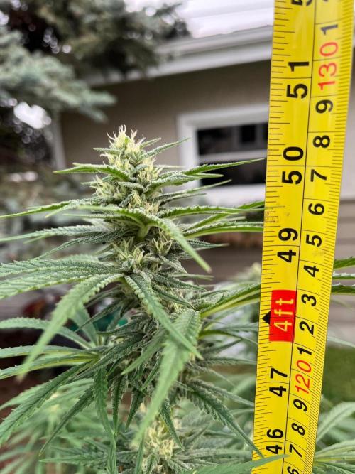 26 Purple Ghost Candy. Week 17 - Aug 22 Day 113
