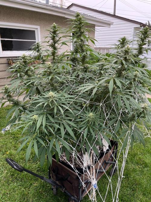 26 Purple Ghost Candy. Week 17 - Aug 22 Day 113