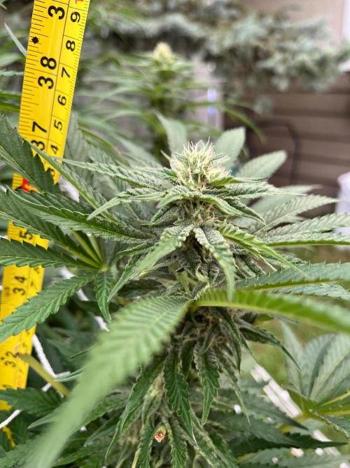 26 Amnesia Haze Fast. Week 17 - Aug 22 Day 113