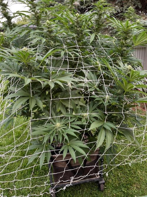 26 Amnesia Haze Fast. Week 17 - Aug 22 Day 113