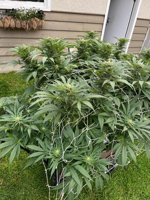 26 The Godfather. Week 17 - Aug 22 Day 113