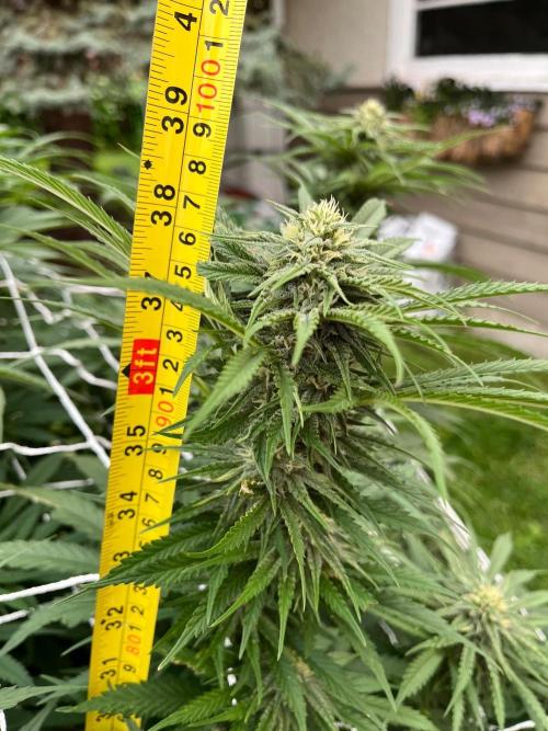 26 Gorilla Cookies Fast. Week 17 - Aug 22 Day 113
