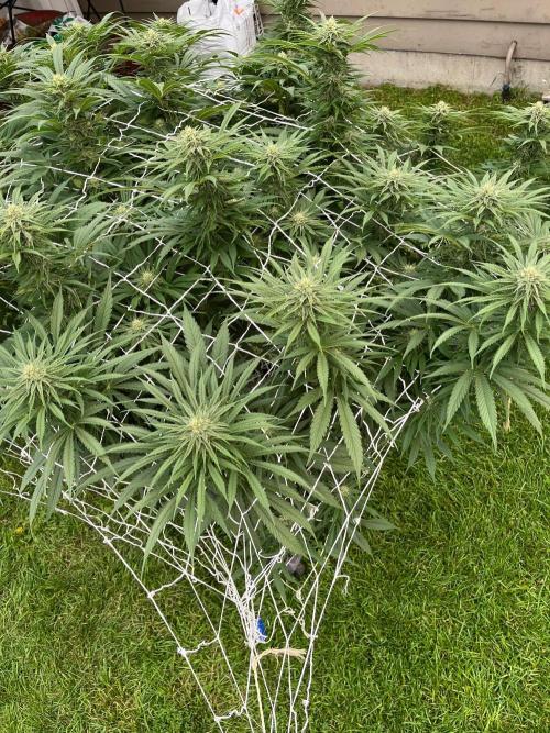 26 Gorilla Cookies Fast. Week 17 - Aug 22 Day 113