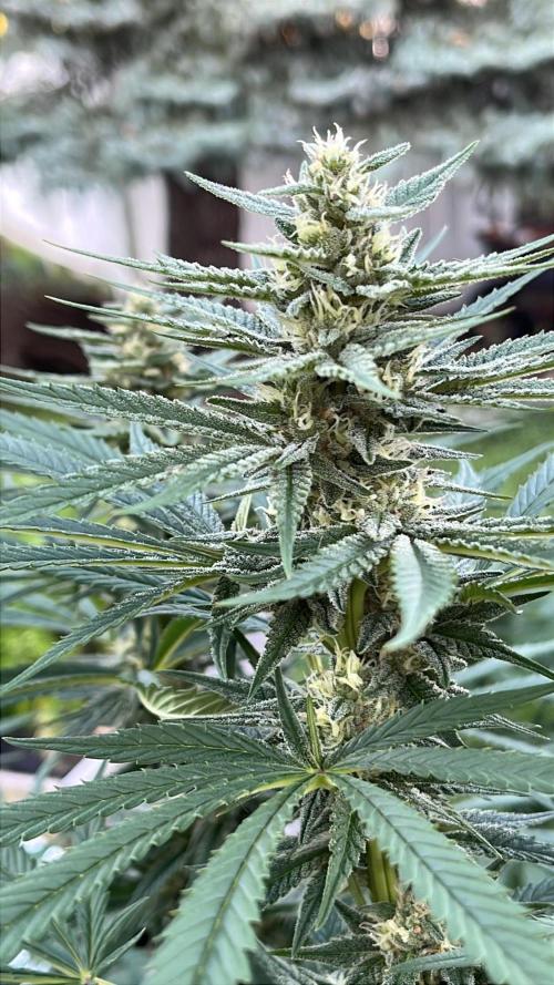 Purple Ghost Candy. Week 17