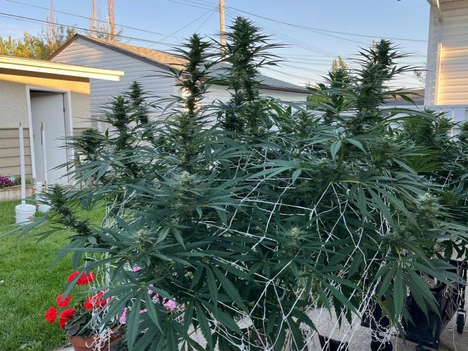 26 Purple Ghost Candy. Week 17 - Aug 24 Day 115 morning 