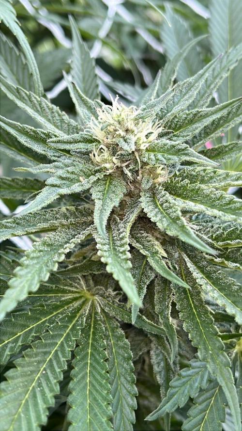 26 Amnesia Haze Fast. Week 17 - Aug 24 Day 115