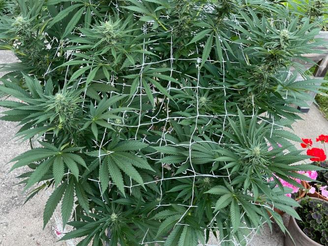 26 Amnesia Haze Fast. Week 17 - Aug 24 Day 115