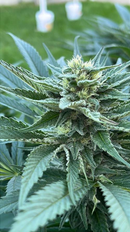 26 The Godfather. Week 17 - Aug 24 Day 115