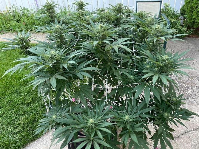26 The Godfather. Week 17 - Aug 24 Day 115 morning 