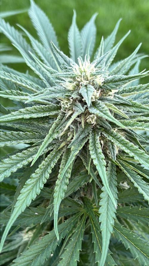 26 Gorilla Cookies Fast. Week 17 - Aug 24 Day 115