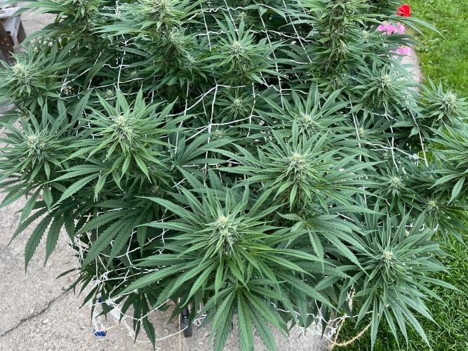 26 Gorilla Cookies Fast. Week 17 - Aug 24 Day 115