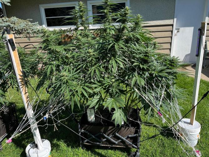 Purple Ghost Candy. Week 17