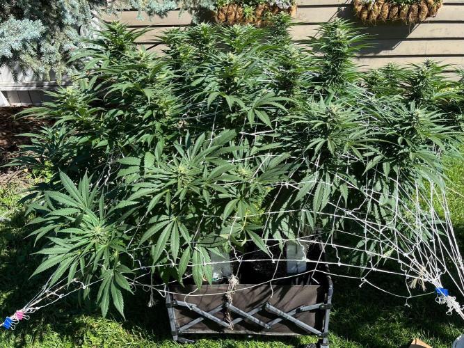 26 Gorilla Cookies Fast. Week 17 - Aug 24 Day 116 Gorilla Cookies on right with Godfather OG on left