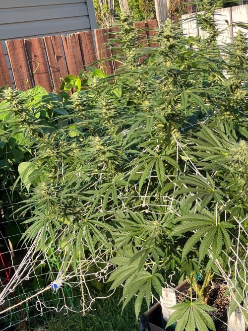 26 Purple Ghost Candy. Week 17 - Aug 26 Day 117