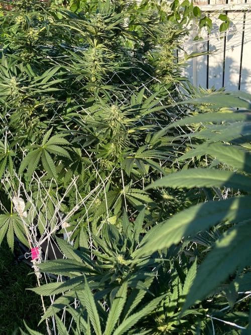 26 Amnesia Haze Fast. Week 17 - Aug 26 Day 117
