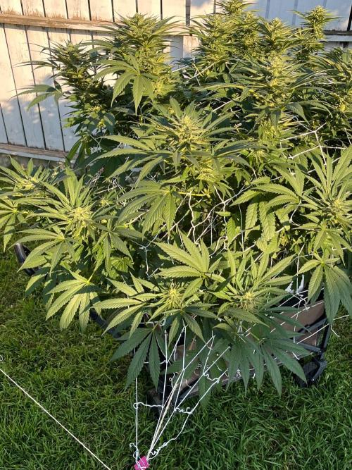26 The Godfather. Week 17 - Aug 26 Day 117
