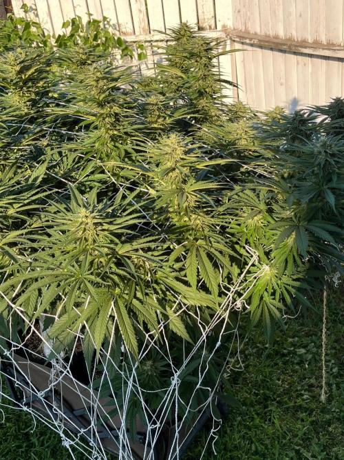 26 Gorilla Cookies Fast. Week 17 - Aug 26 Day 117