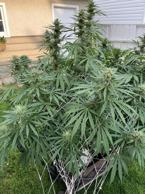 Purple Ghost Candy. Week 17