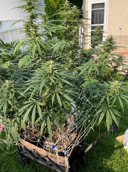 26 Purple Ghost Candy. Week 17 - Aug 27 Day 118 morning 
