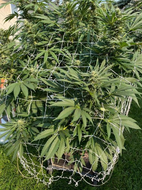 Amnesia Haze Go Fast. Week 17