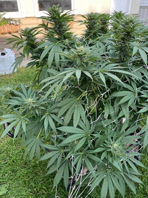 Godfather OG. Week 17