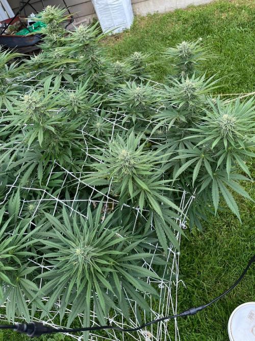 Gorilla Cookies FF. Week 17