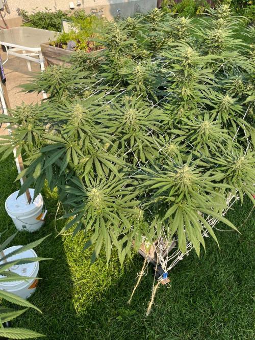 26 Gorilla Cookies Fast. Week 17 - Aug 27 Day 118 morning 