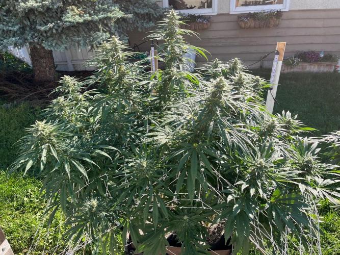 Amnesia Haze Go Fast. Week 17