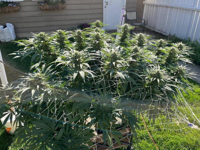 Gorilla Cookies FF. Week 17