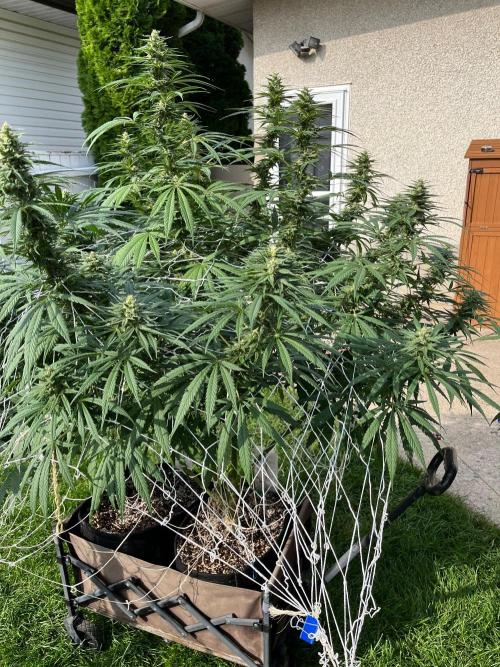 26 Purple Ghost Candy. Week 18 - Aug29 Day 120