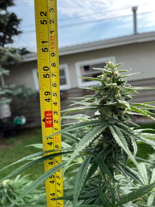 26 Purple Ghost Candy. Week 18 - Aug 29 Day 120
