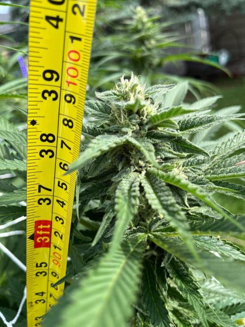 26 Amnesia Haze Fast. Week 18 - Aug 29 Day 120