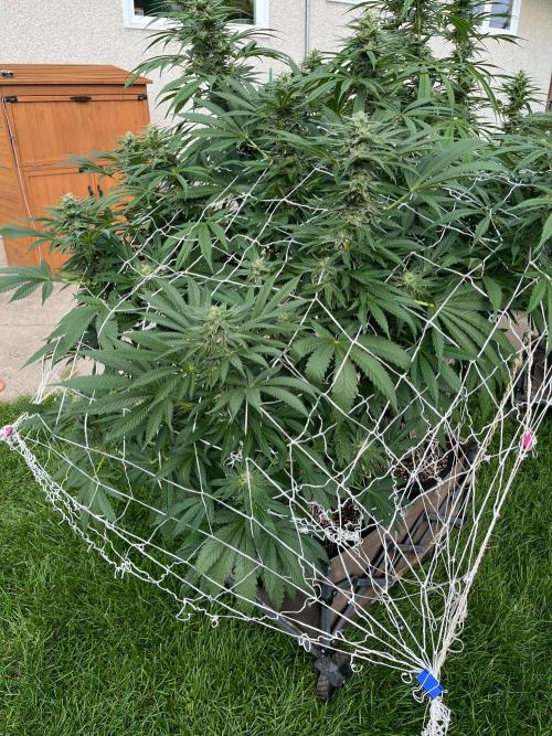 26 Amnesia Haze Fast. Week 18 - Aug 29 Day 120