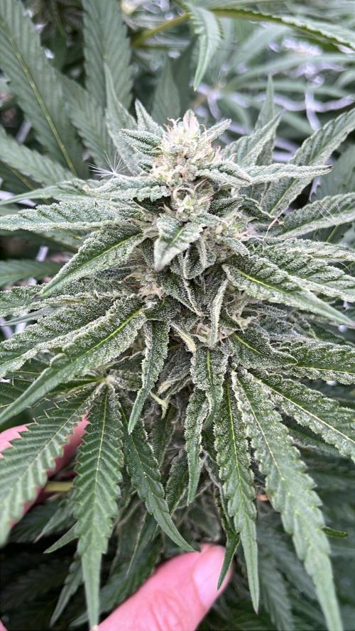 Amnesia Haze Go Fast. Week 18