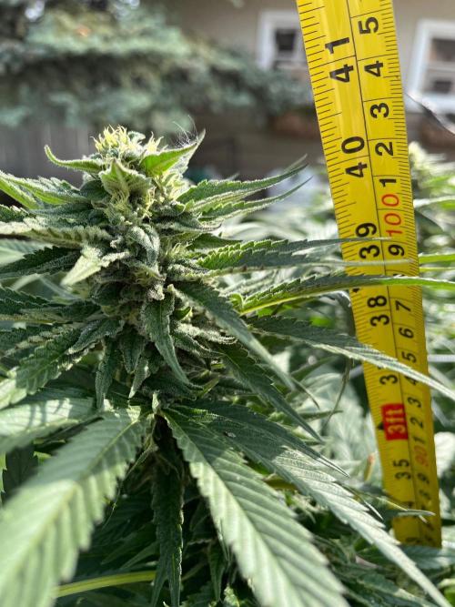 26 The Godfather. Week 18 - Aug 29 Day 120