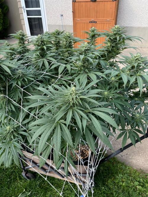 26 The Godfather. Week 18 - Aug 29 Day 120
